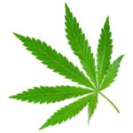 Hemp Leaf