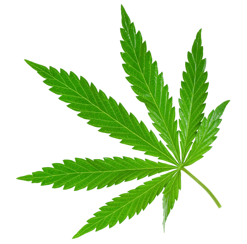 Hemp Leaf