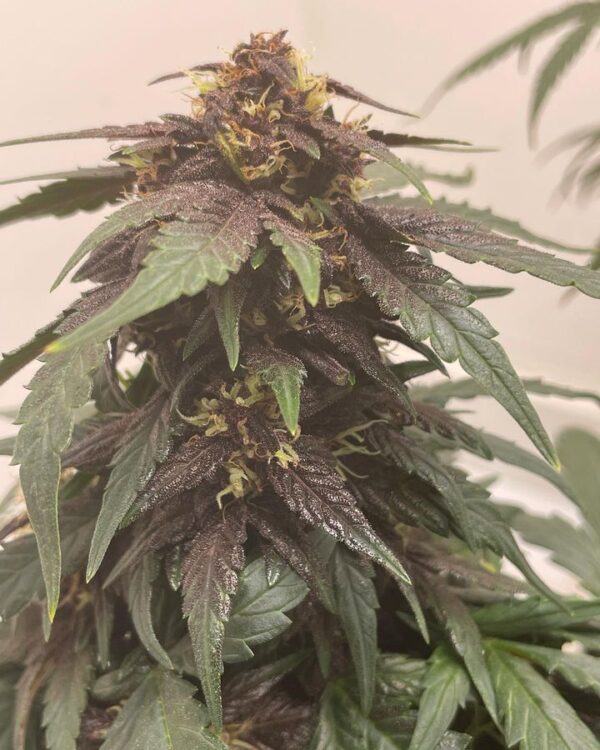 Auto Bloody Queen CBD - Image 4