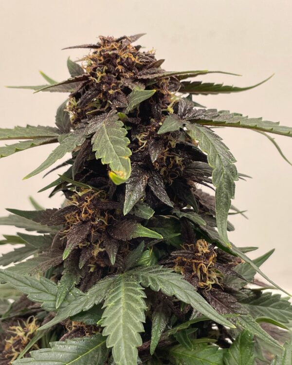 Auto Bloody Queen CBD - Image 5