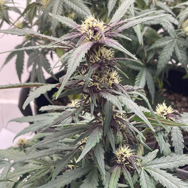 Auto Bloody Queen CBD - Image 6