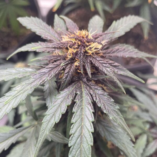 Auto Bloody Queen CBD - Image 8