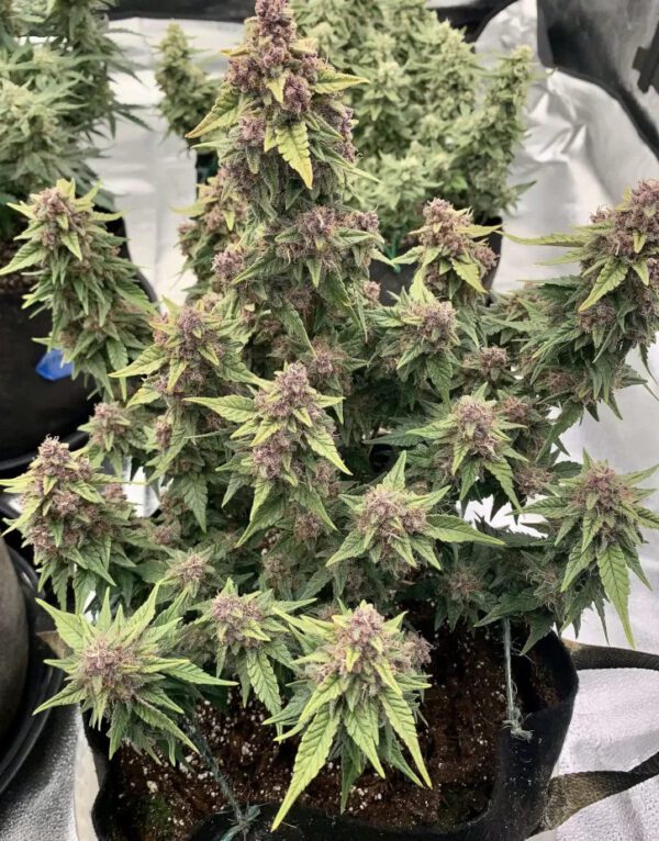 Blueberry XXL - Image 2