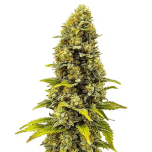 Fire Kush CBD