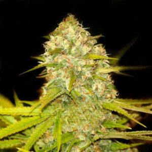 Lemon Skunk CBD