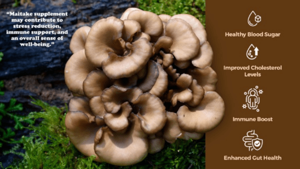 Maitake - Image 2