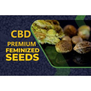 CBD Seeds