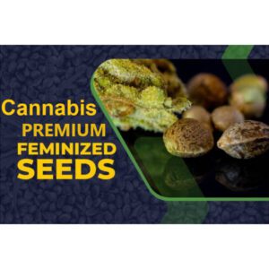 Cannabis Seeds