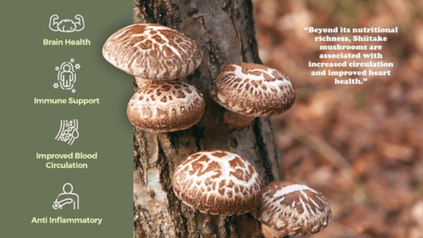 Shiitake - Image 2