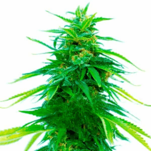 Sour Tangie CBD