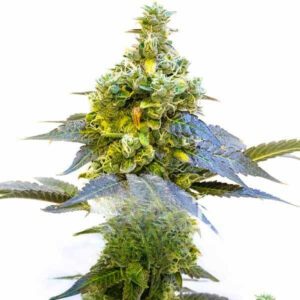 Stephen Hawking Kush CBD