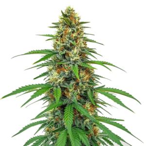 Tangie CBD