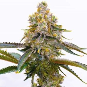 Therapy CBD