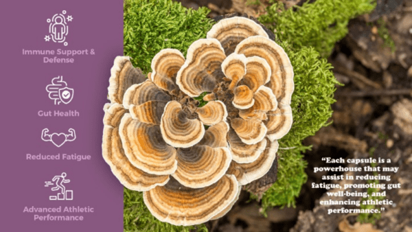 Turkey Tail - Image 2