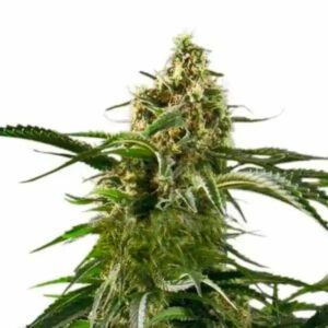 Very Cherry Berry CBD