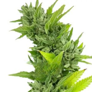Wellness CBD