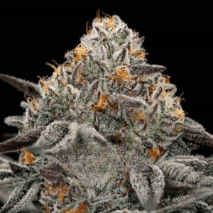 Black & White Cookies