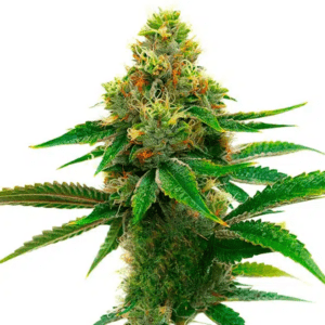 Honey Banana