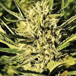 Auto Bahia Fruit CBD