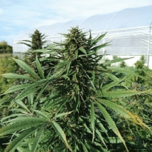 Serenis CBD