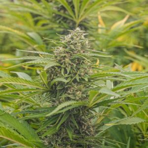 EG1 CBD - Orange Label