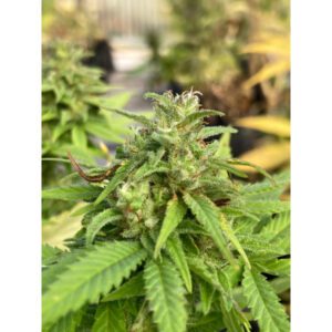 Mandarin Kush CBD