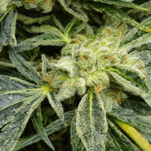 Strawberry Cream CBG