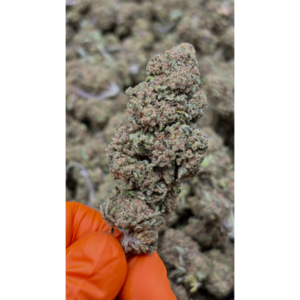 Amnesia CBD