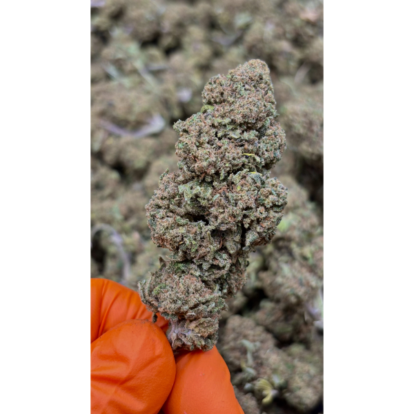 Amnesia CBD