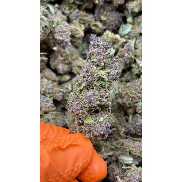 Purple Yuzu CBD